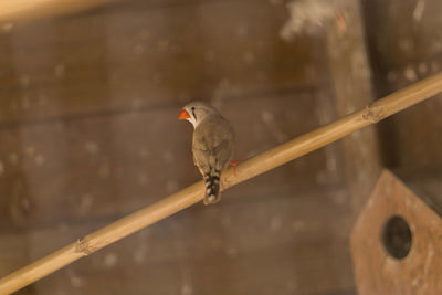 Close-up of bird perching outdoors