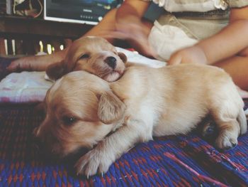 Dog lying on sofa