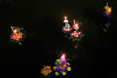 Close-up of illuminated flowering plants at night