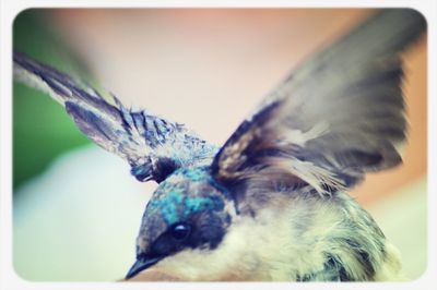 Close-up of animal eye