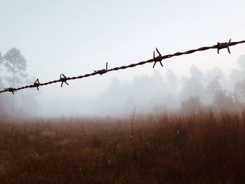 barbed wire