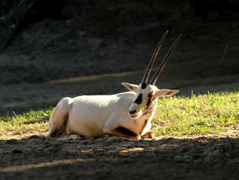 Addax  nasomaculotus, the addax antelope,  in  a zoo 