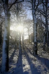 Trees in forest during winter