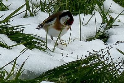 Bird in water during winter