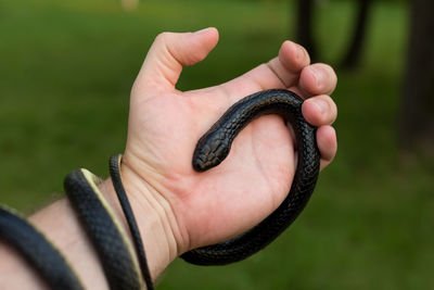 Close-up of hand holding leaf