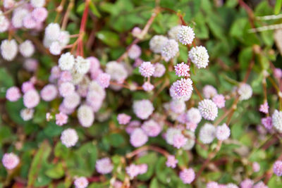 Close-up of flowers blooming outdoors