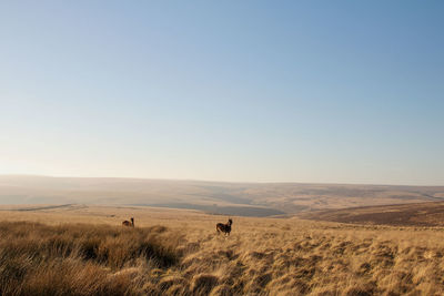 Scenic view of landscape against clear sky