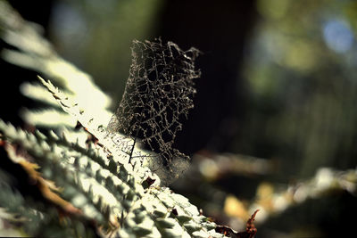 Close-up of insect on leaf