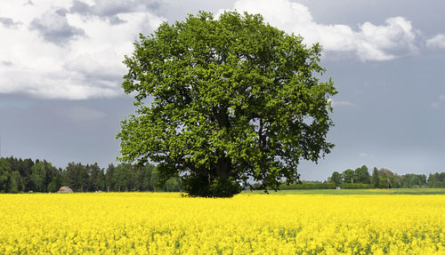 Scenic view of agricultural field against sky