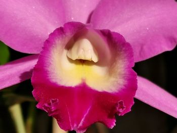 Close-up of pink rose flower