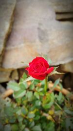 Close-up of red flower