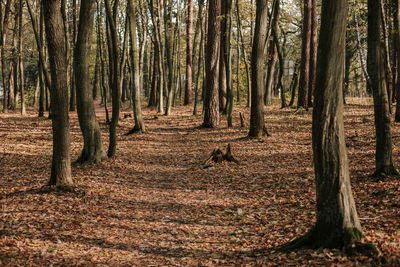 Trees in forest during autumn