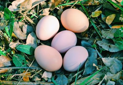 High angle view of eggs on plant