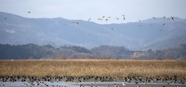 Flock of birds flying over land