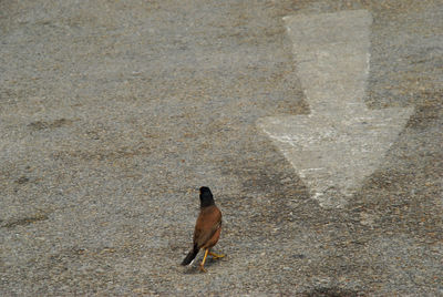 High angle view of bird walking on footpath