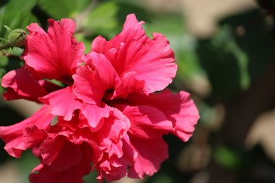 Close-up of pink flowering plant