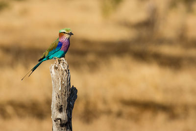 Lilac breasted roller watching you