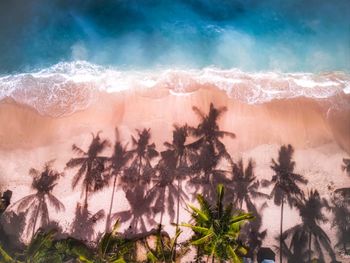 Aerial view of palm trees at beach 