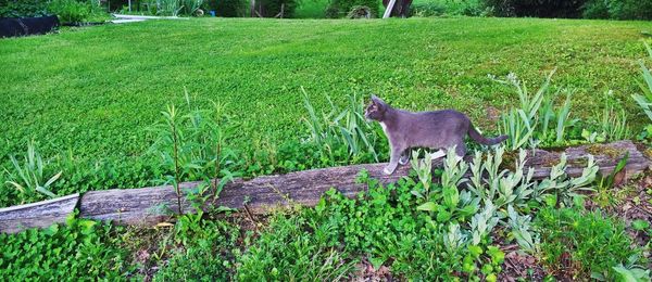 Cat on grassy field