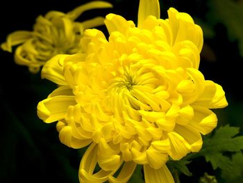 Close-up of yellow flowers