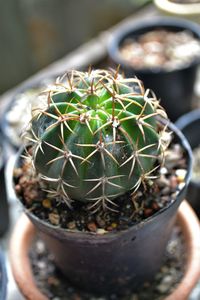 Close-up of succulent plant in pot