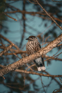 Low angle view of bird perching on branch