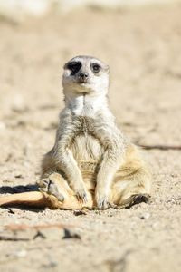 Close up meerkat