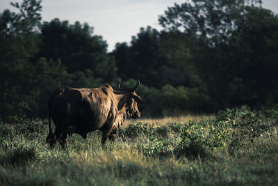 Horse standing in a field