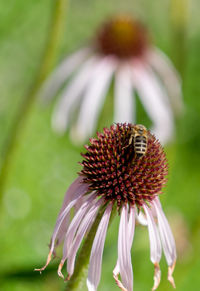 Close-up of insect on purple flower