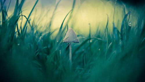 Close-up of mushroom growing in field