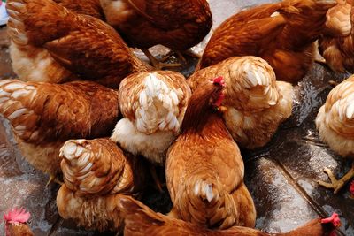 High angle view of chickens at wet farm