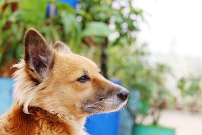 Close-up of dog looking away