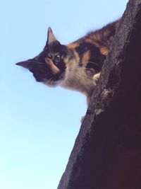 Low angle view of cat against clear blue sky