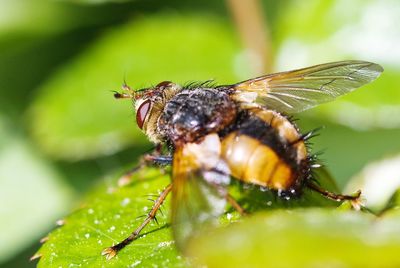 Close-up of a fly on plant