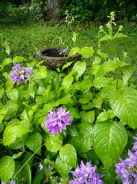 Close-up of pink flowers