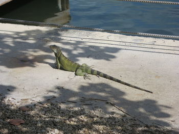 High angle view of lizard on beach