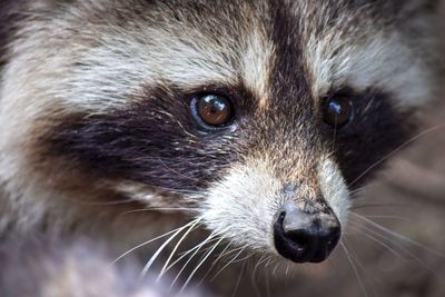 Full frame shot of raccoon dog