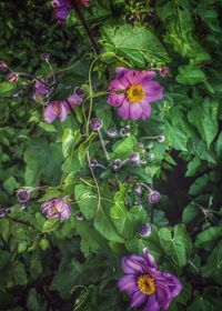 Purple flowers blooming outdoors