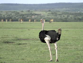 Bird standing in a field