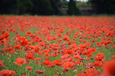 Close-up of red tulip flowers on field