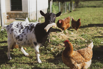 Goat eating bread and hens