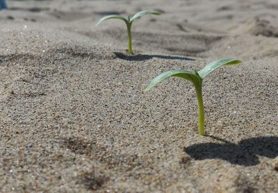 Close-up of plant on sand