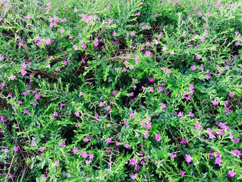 Close-up of purple flowers