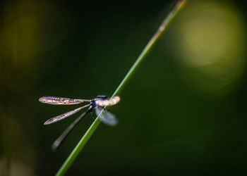 Close-up of butterfly