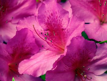 Close-up of pink rose flower