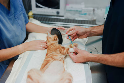 Crop anonymous male veterinarian with nurse in uniforms treating animal patient on table in hospital