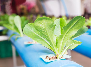 Close-up of potted plant on table