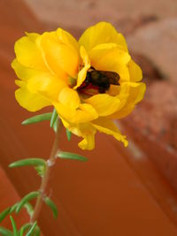 Close-up of insect on yellow flower