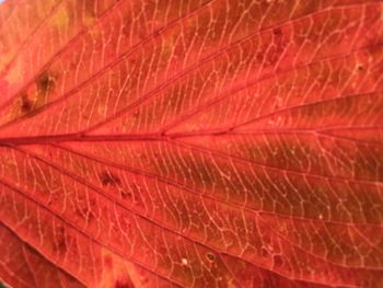 Macro shot of red leaf