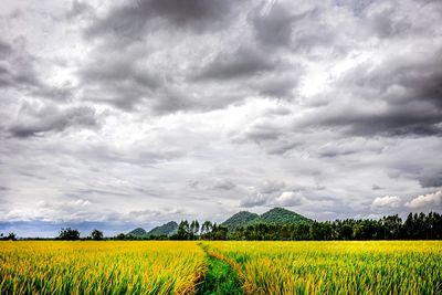 landscape